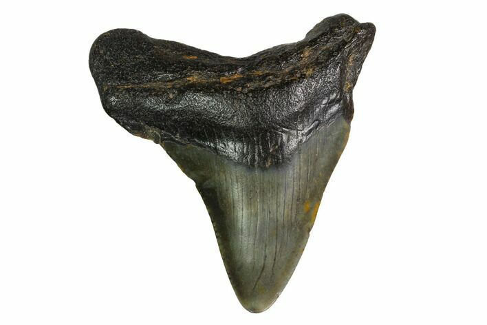 Bargain, Megalodon Tooth - North Carolina #152812